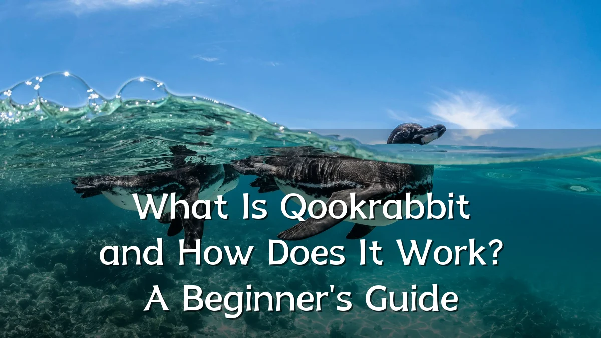 What Is Qookrabbit and How Does It Work? A Beginner's Guide